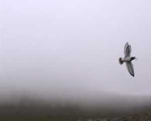 video still