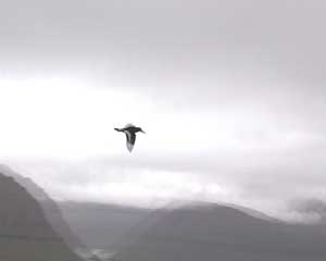 video still